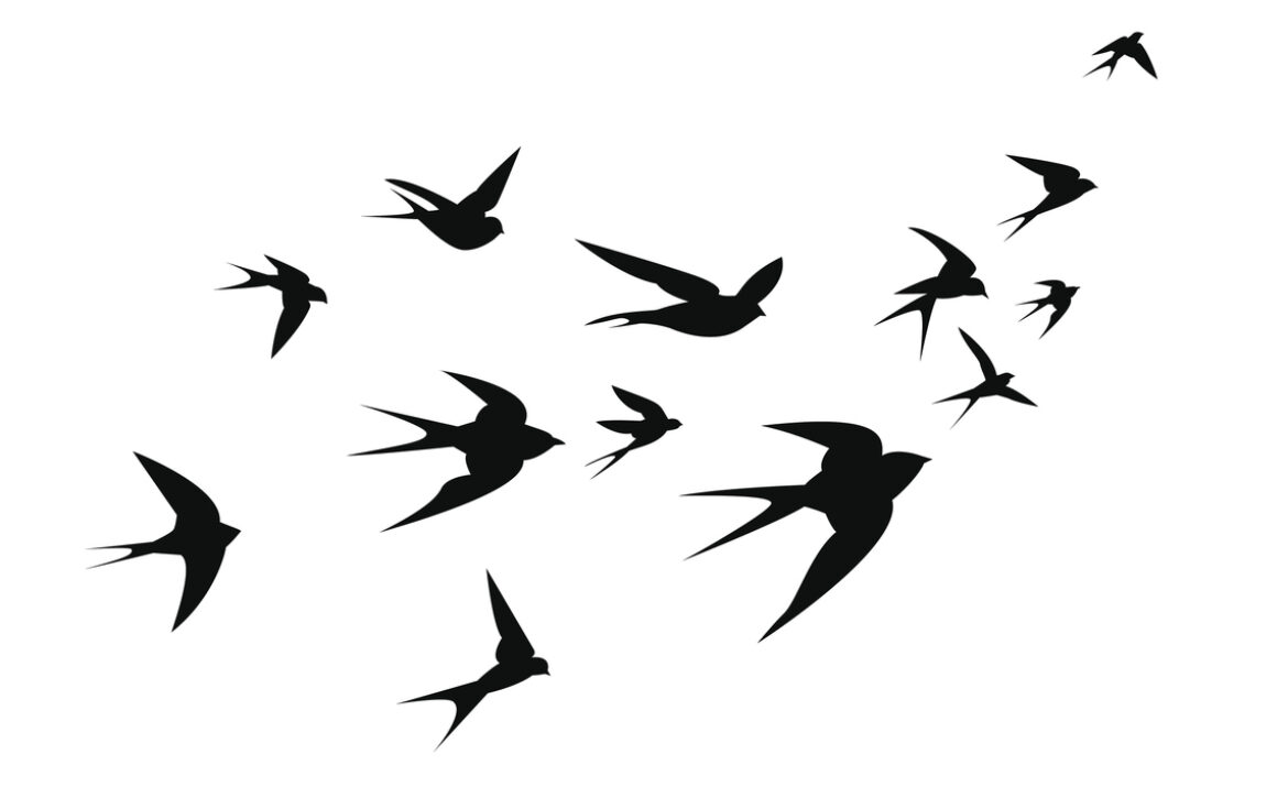 A flock of swallow birds go up