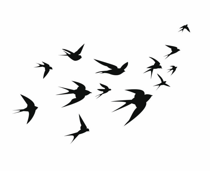 A flock of swallow birds go up